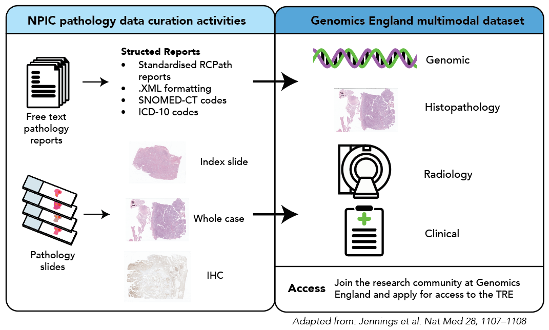 Flow chart showing the process of NPIC Pathology data curation activities with Genomics England multimodal dataset.